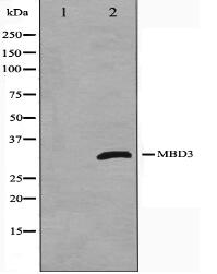 MBD3 Antibody