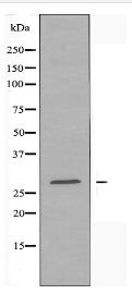 OR10X1 Antibody