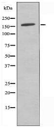 SOS2 Antibody