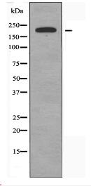 ZC3H13 Antibody