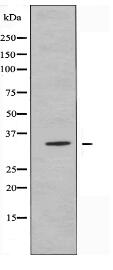 OR2A4/7 Antibody