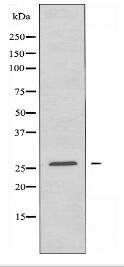 NSG1 Antibody