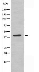 PPP1R8 Antibody