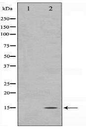 MLANA Antibody