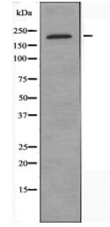 MADD Antibody