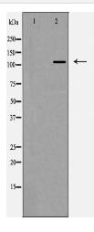 Integrin αV Antibody