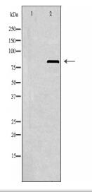 K6PL Antibody