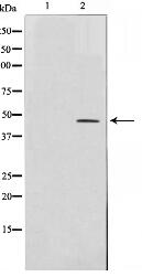 AP-2 Antibody