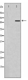 TLR7 Antibody