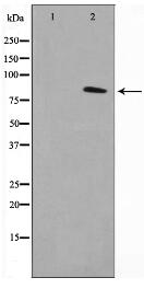 VWA5A Antibody