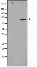 HSP90A Antibody