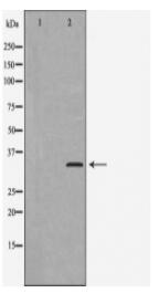 Cyclin C Antibody