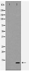 SDF 1 Antibody