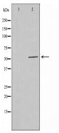 UBXD5 Antibody