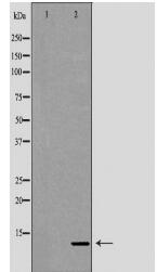 RBX1 Antibody