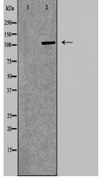 ITGA4 Antibody