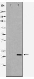 LTA Antibody