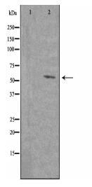 PE2R4 Antibody