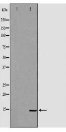 PPBP Antibody