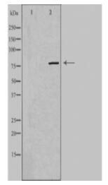MAN1B1 Antibody