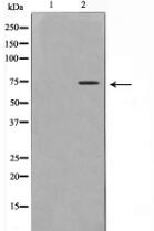 GRP78 Antibody