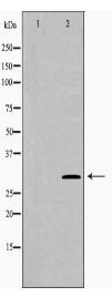PSMG2 Antibody