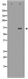 MTM1 Antibody