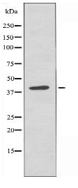 ZNF75 Antibody