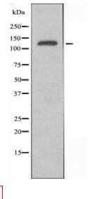 MOV10L1 Antibody