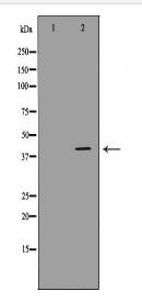RAD23A Antibody