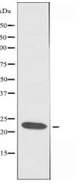 MRPS7 Antibody