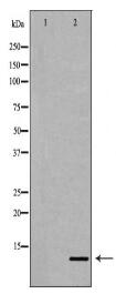 IL8 Antibody