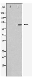 RHG9 Antibody