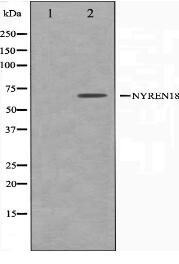 NYREN18 Antibody