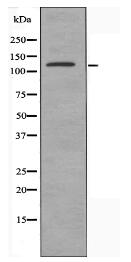 JMY Antibody