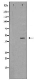 LHX8 Antibody