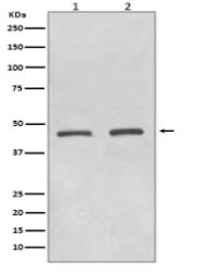 HDAC11 Antibody