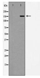 NOS1 Antibody