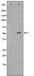 MAP3K7IP1 Antibody