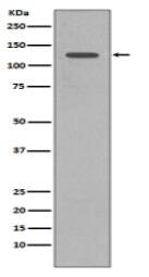 SHIP Antibody