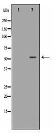 TRAF2 Antibody