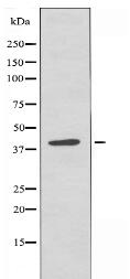 PGD Antibody