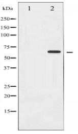 Chk2 Antibody