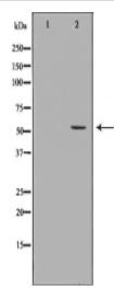 LIPC Antibody