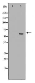 MAP2 Antibody