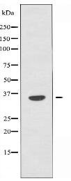 OR5K1 Antibody