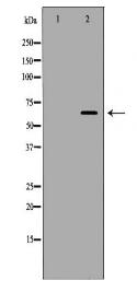 RANGAP1 Antibody