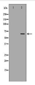 NUMBL Antibody