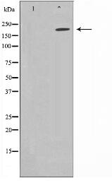 Sodium Channel-pan Antibody