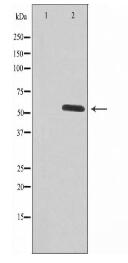 NRF1 Antibody